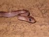 Hatchlings_Batch_1_037.JPG