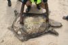 African_Soft_shell__3_WKlein09.JPG