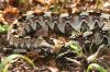 B__nasicornis_3_WKlein09.JPG