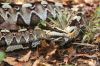 B__nasicornis_4_WKlein09.JPG