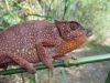 Chamaeleo_sp__WKlein_011_0732.JPG