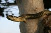 Dispholidus_typus_punctatus_4_WKlein_2010.JPG