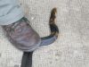 N__melanoleuca_Shame_death_WKleinApril2012.JPG