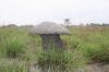 W_Klein_Mushroom_Terimite_mound.JPG
