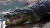 lolong-20130210.jpg