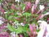 jade_aug_07_013.jpg
