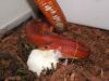 Bloodred_1.JPG