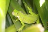 Iguana_correct_resize.jpg