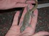 Golden_gecko_003.jpg