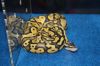 Expo-Randburg2010030.jpg