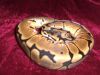 snake_ID_025.JPG