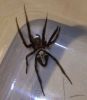 Spider2.JPG