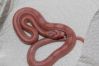 Cornsnakes_006.jpg