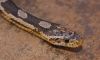 Snake_3_(800x485).jpg