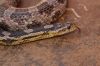 snake_2_(800x533)~0.jpg