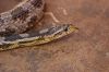snake_4_(800x533).jpg