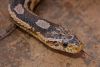 snake_5_(800x542).jpg