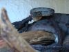 Filename=Amozon_Tree_Boa_Cheeky.jpg
Filesize=94KB
Dimensions=640x480
Date added=Apr 20, 2010 Amozon_Tree_Boa_Cheeky.jpg