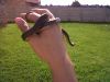 IMG00081-20100203-1556~0.jpg