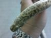 UAE_sand_boa.jpg
