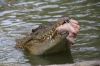 feeding_the_crocs.JPG