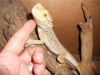 dragon_006.jpg