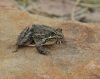 common_river_frog_ad.jpg