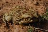 guttural_toad.jpg