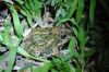Tomopterna_cryptotis3.jpg