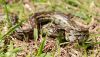 South_African_Python_(Python_natalensis).JPG