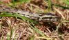 South_African_Python_(Python_natalensis)_(2).JPG