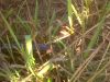 IMG00234-20120216-0726.jpg