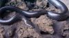 mini-Cape wolf snake.jpg