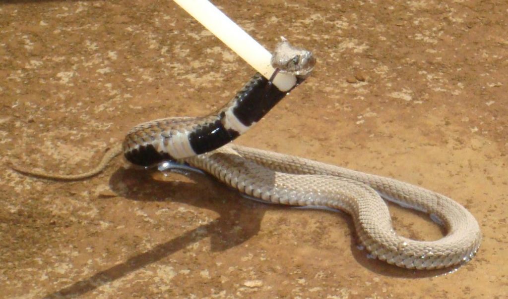 SAReptiles • View topic - Fun for today [Rinkhals]