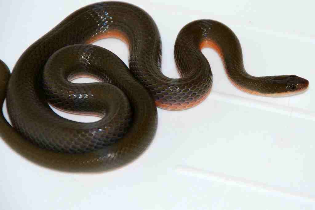 SAReptiles • View topic - Save this snake! [L. rufulus]